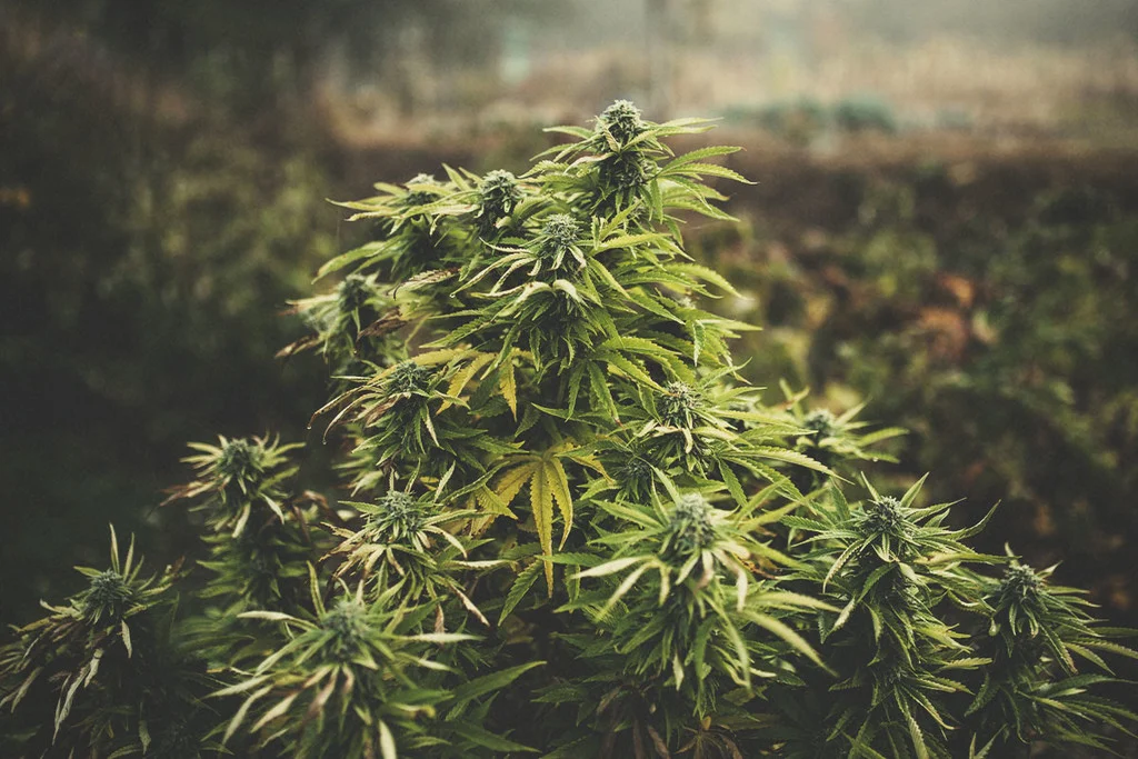 planta de cannabis toda cubierta de nieve en un paisaje invernal